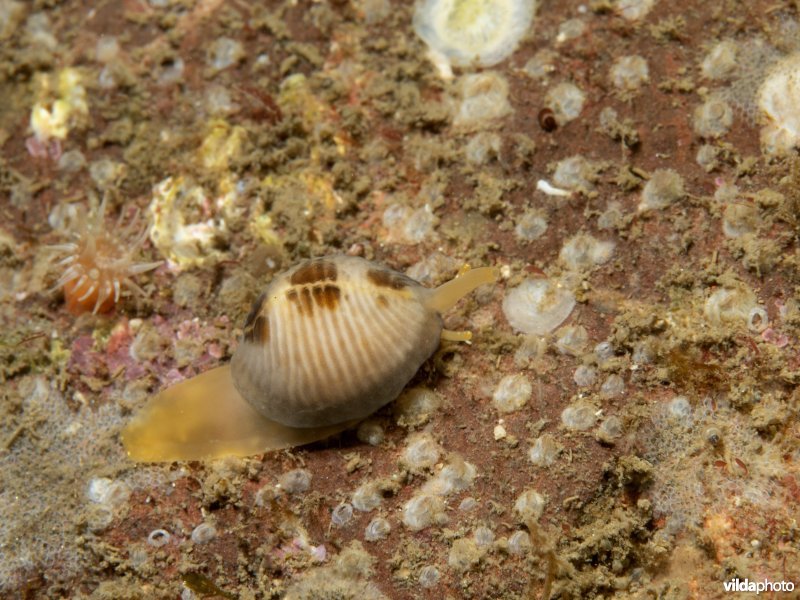 Ongevlekt koffieboontje