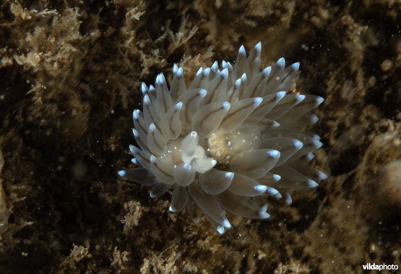 Blauwtipje