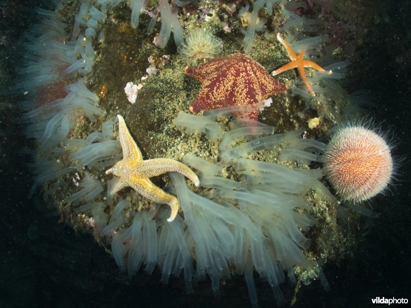 Gewone zeester en Eetbare zeeappel