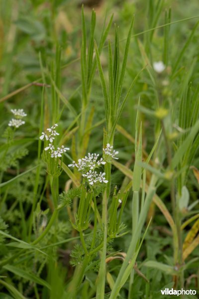Bloemenakker met naaldenkervel