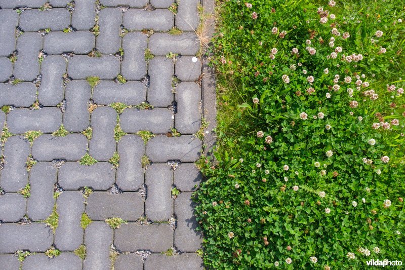Bloemrijk voortuintje met waterdoorlatende verharding