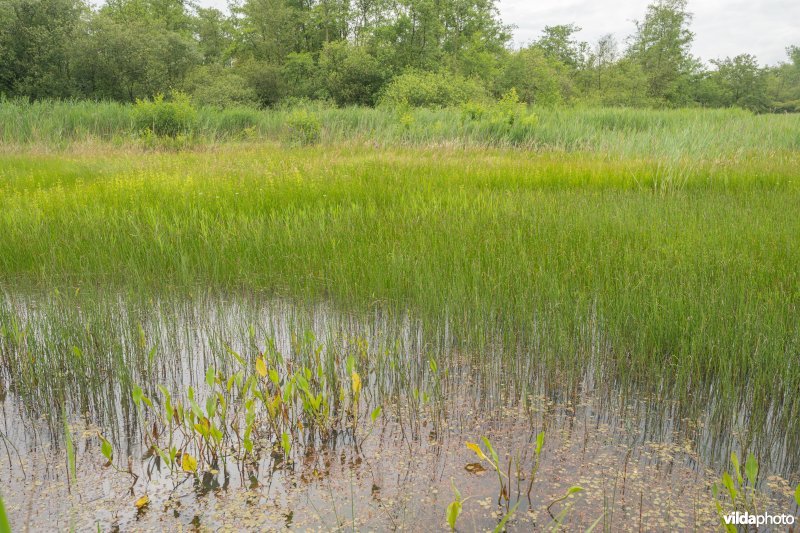 Oligotrofe plas met Kikkerbeet