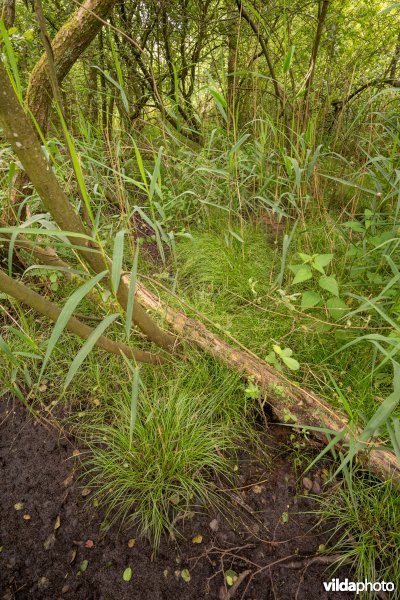 Oligotroof elzenbroekbos in De Zegge