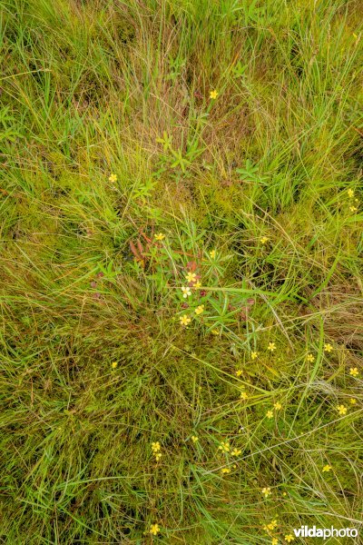 Laagveen in De Zegge met egelboterbloem