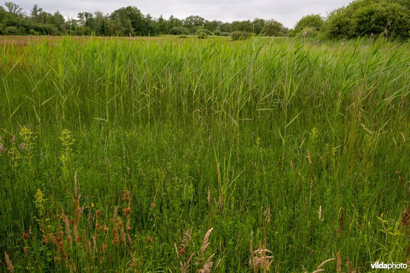 Laagveenmoeras in De Zegge