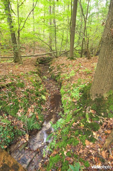 Hallerbos