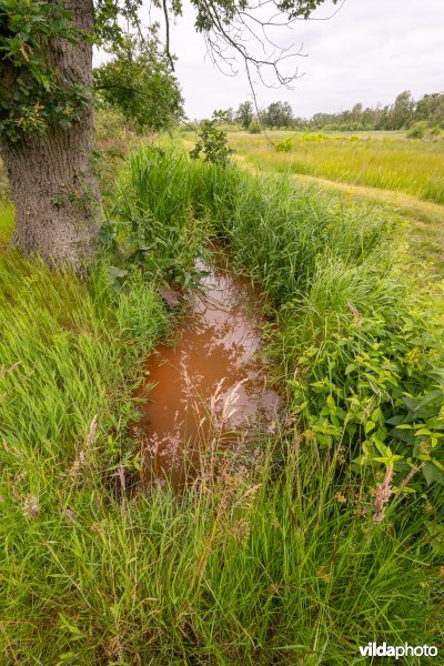 Grachtje met kwel in De Zegge