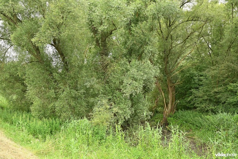 Demervallei: Werchter 