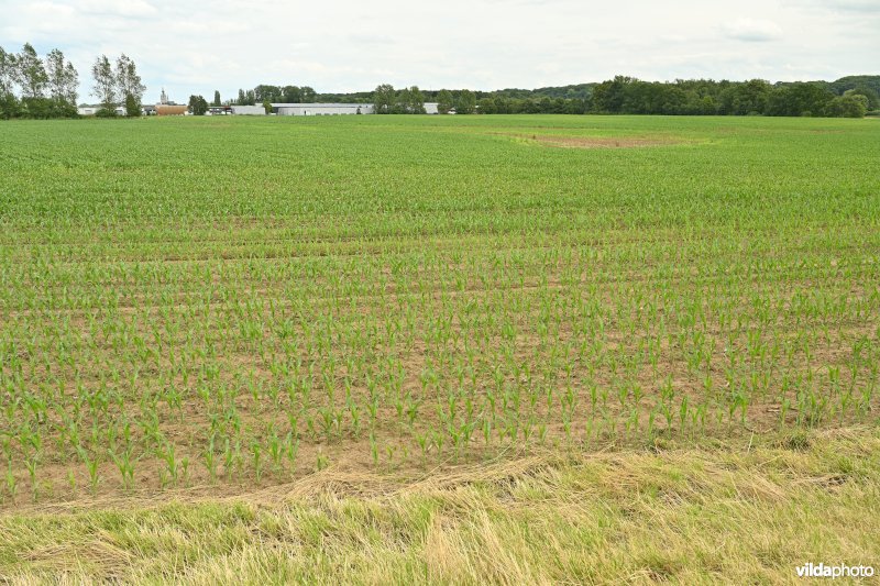 Demervallei: Meanders van Nieuwland