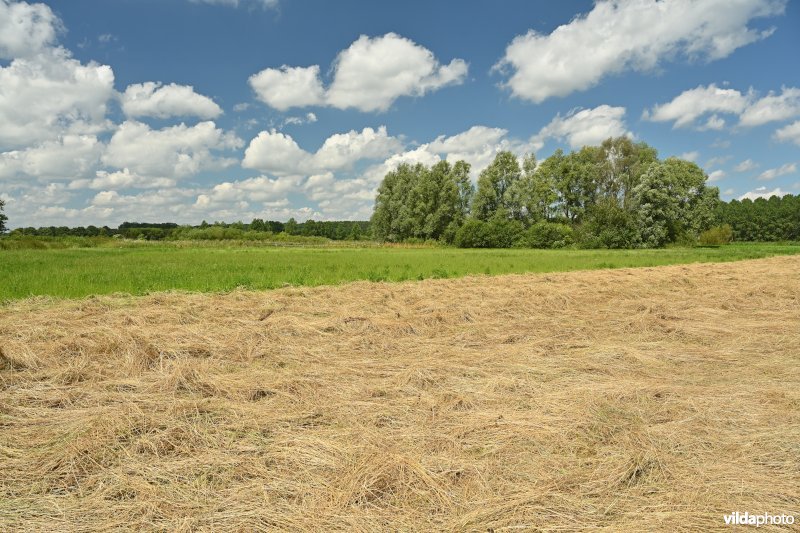 Demervallei: Rommelaar