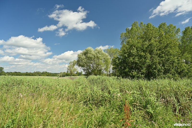 Demervallei: Kloosterbeemden 