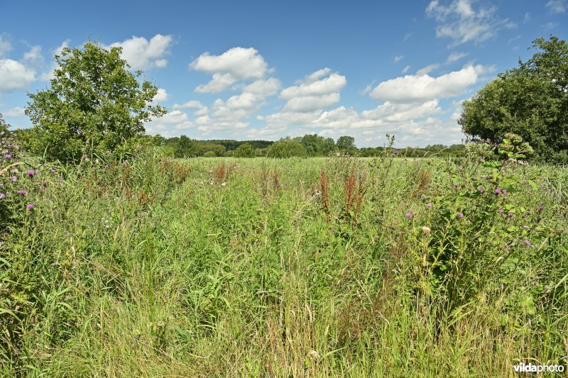 Demervallei: Kloosterbeemden 
