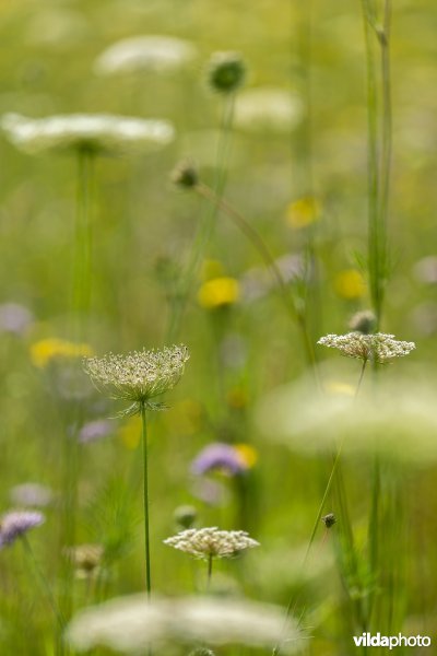 Bloemrijk grasland in de zomer