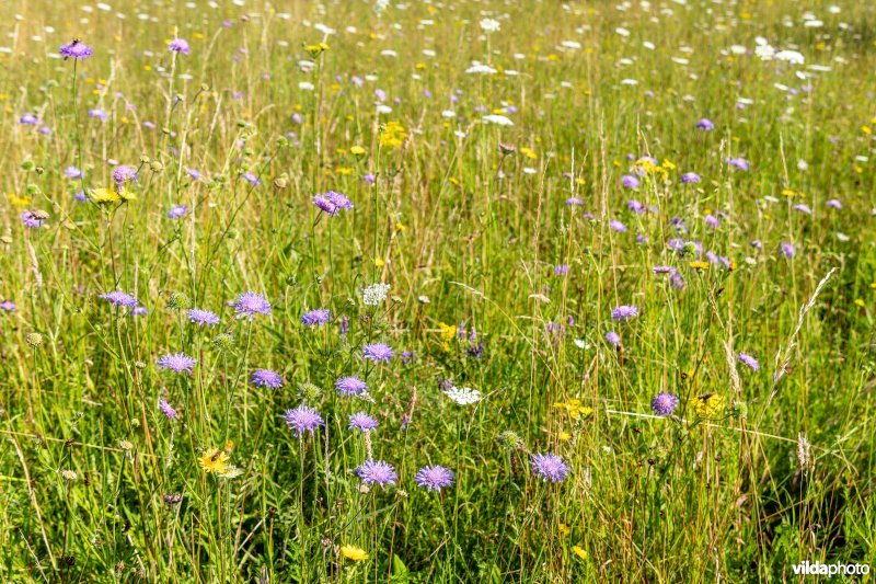 Bloemrijk grasland in de zomer