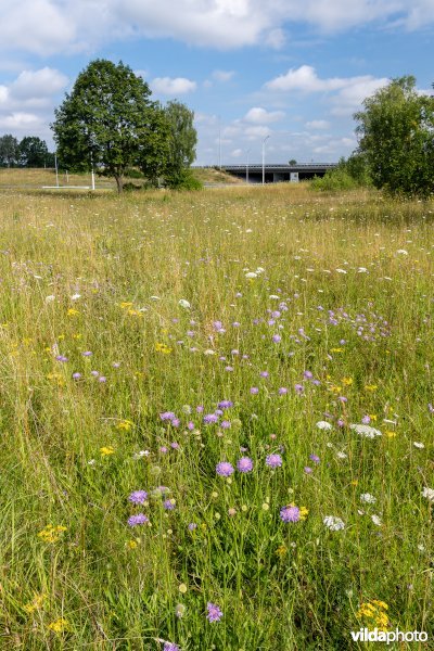 Bloemrijk grasland naast een snelweg