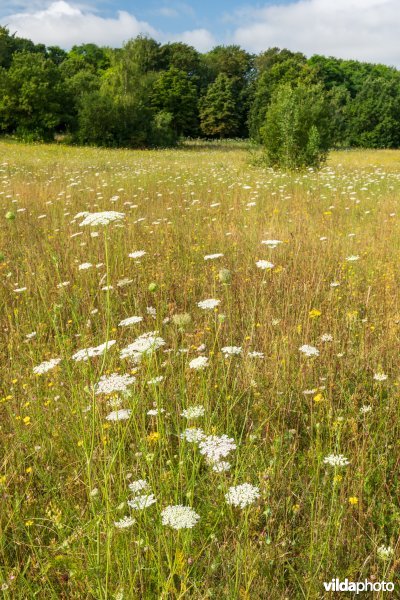 Bloemrijk grasland in de zomer