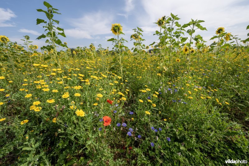 Bloemrijke akker op leem