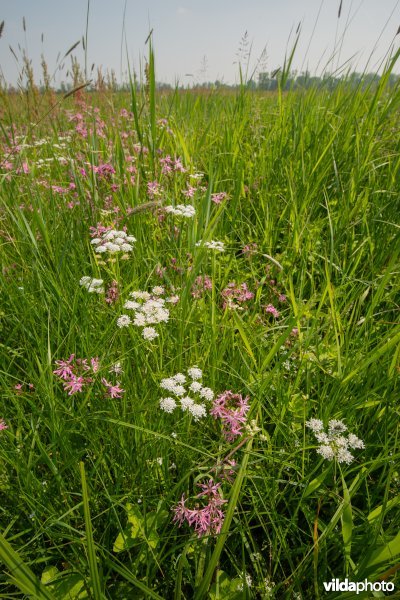 Vossenstaartgrasland met Weidekervel-torkruid