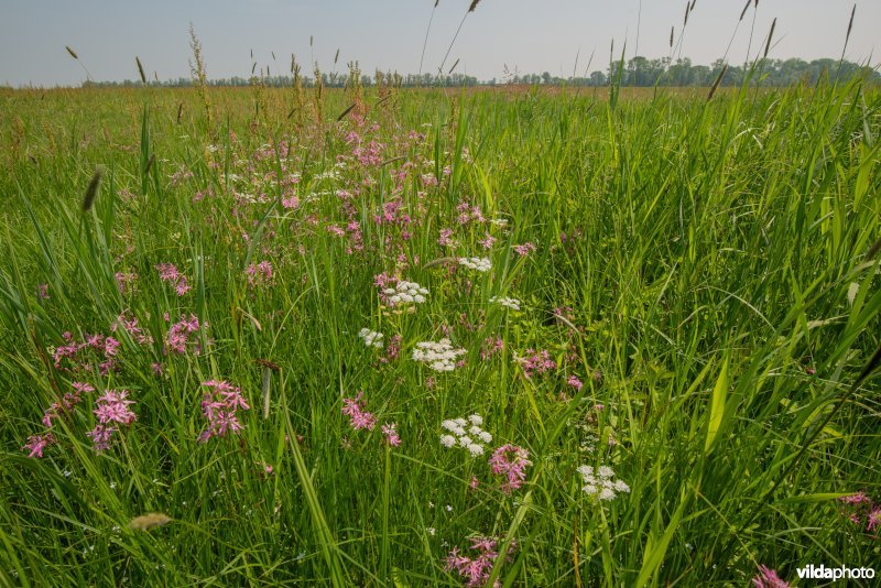 Vossenstaartgrasland met Weidekervel-torkruid