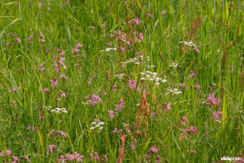 Vossenstaartgrasland met Weidekervel-torkruid