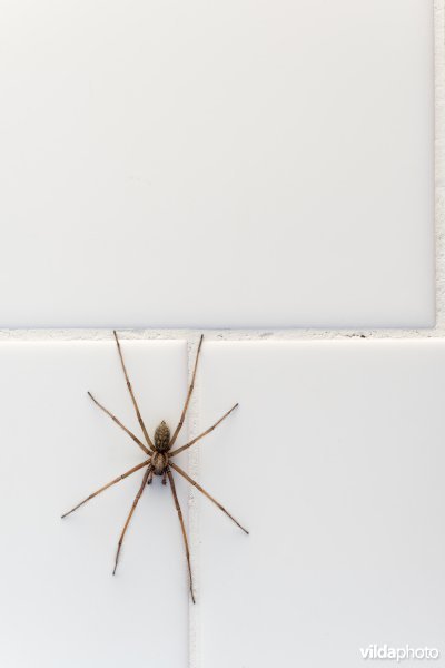 Gewone huisspin op tegels