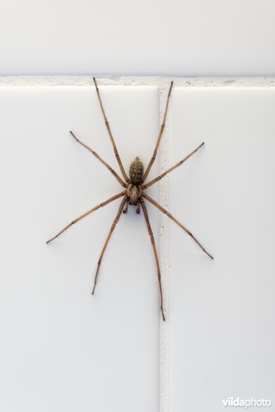 Gewone huisspin op tegels