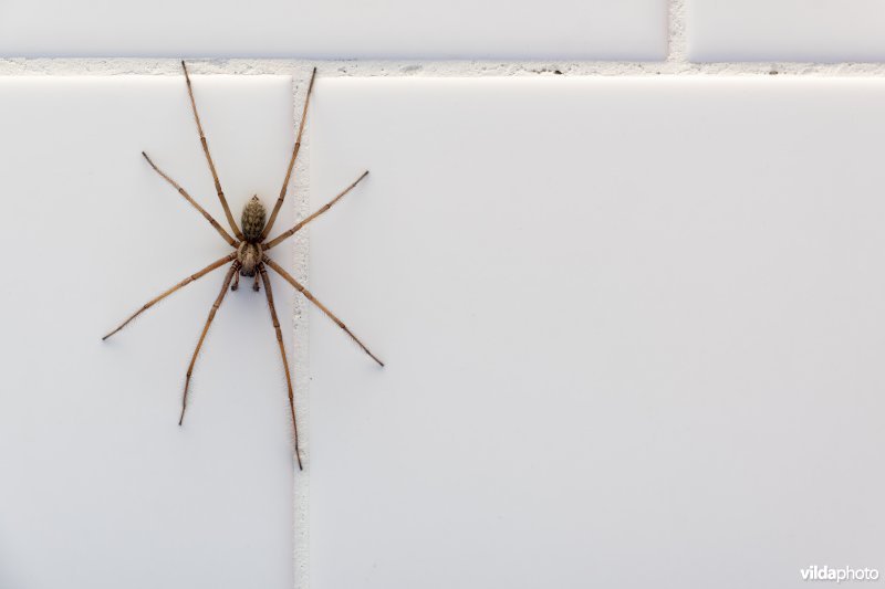 Gewone huisspin op tegels