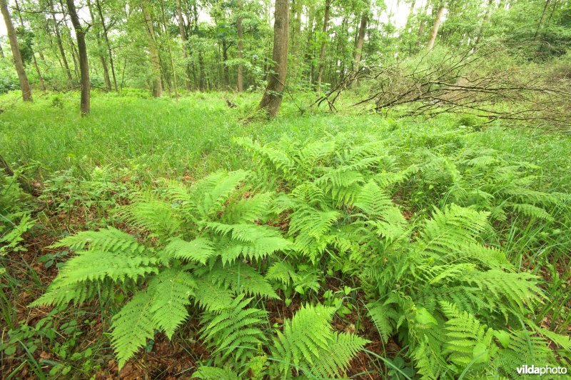 Bosreservaat Jagersborg