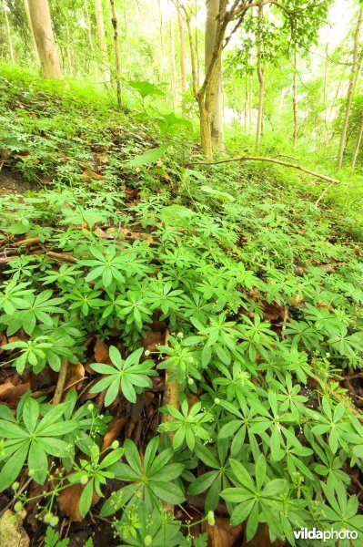 Bosreservaat Teuvenerberg