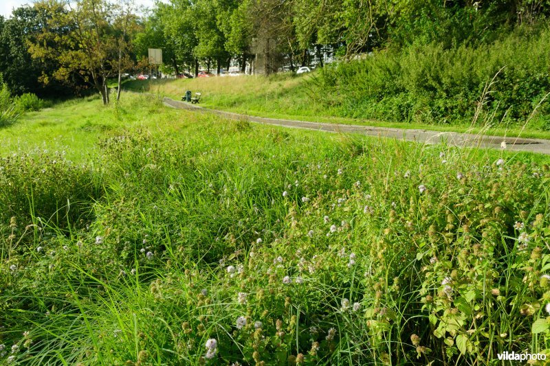 HGB Zilverschoongrasland