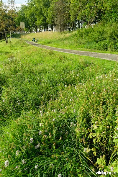 HGB Zilverschoongrasland