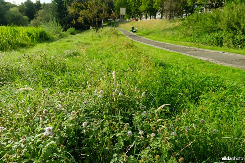 HGB Zilverschoongrasland