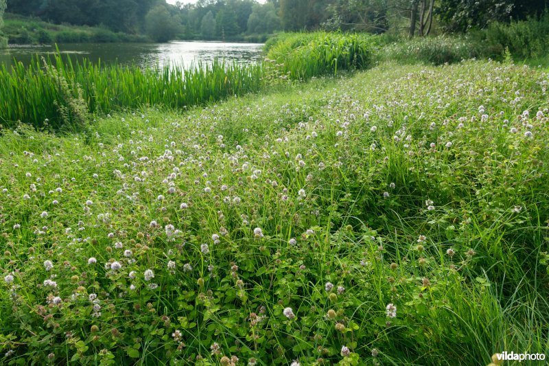 HGB Zilverschoongrasland