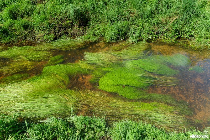 Beek met weelderige plantengroei