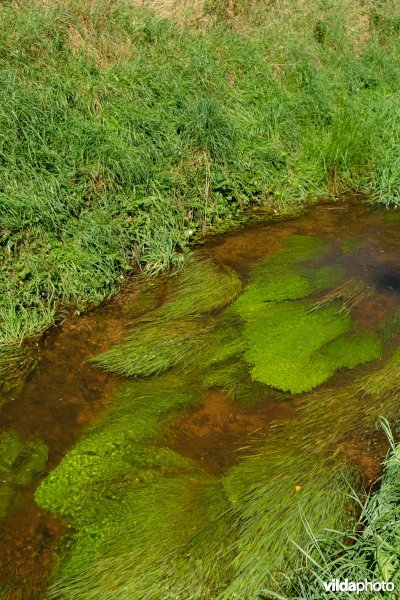 Beek met weelderige plantengroei