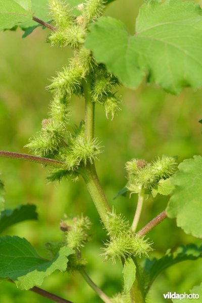 Stekelnoot in de Maasvallei