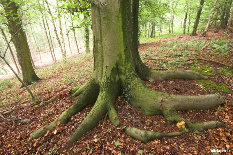 Bosreservaat Teuvenerberg