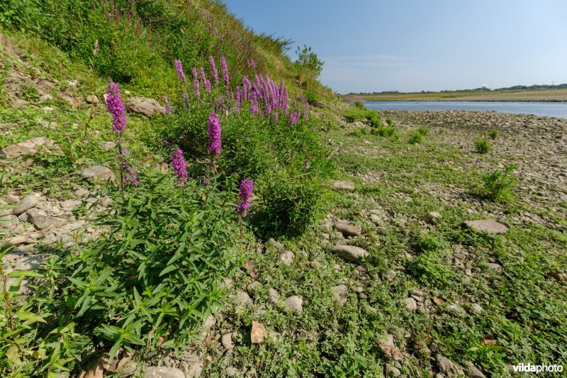 Pioniersvegetatie in de Maasbedding