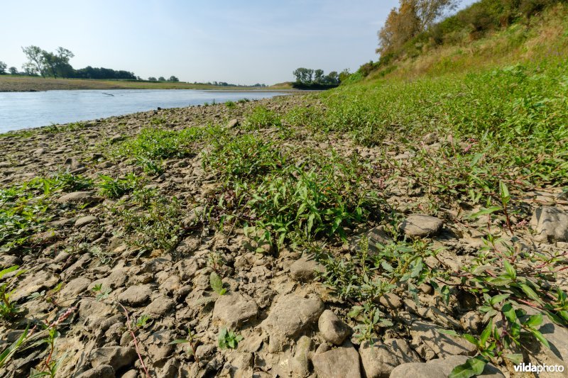 Pioniersvegetatie met zeegroene ganzenvoet