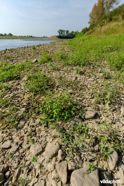 Pioniersvegetatie met zeegroene ganzenvoet