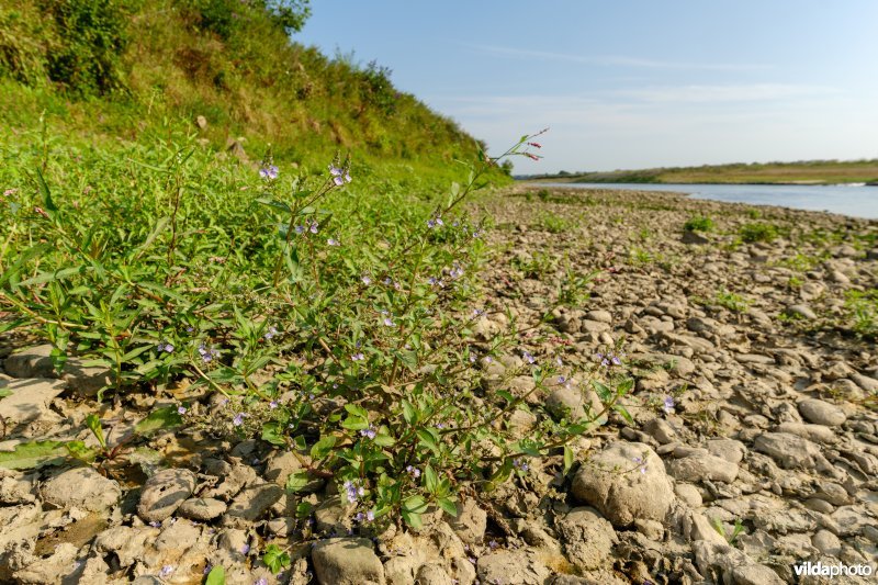 Blauwe waterereprijs aan de Maas