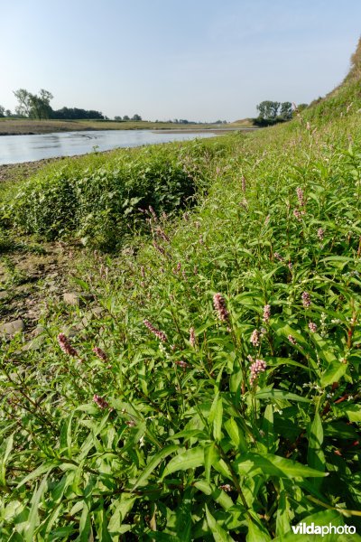 Pioniersvegetatie met perzikkruid en waterpeper