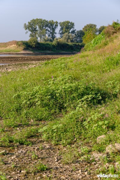 Pioniersvegetatie met stekelnoot, perzikkruid en waterpeper