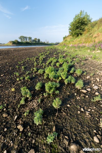 Pioniersvegetatie in de Maasbedding