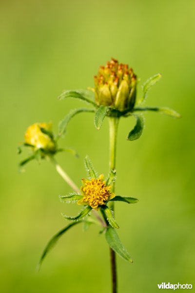 Zwart tandzaad