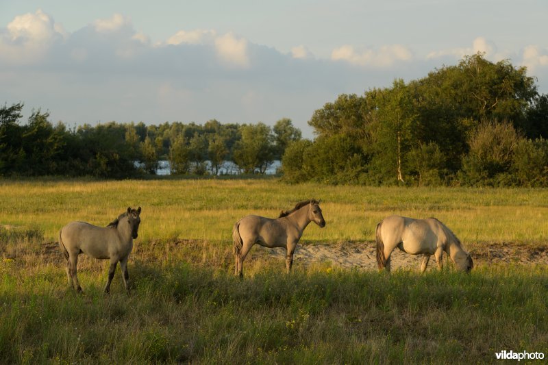 Konik-paard