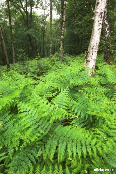Bosreservaat Teuvenerberg