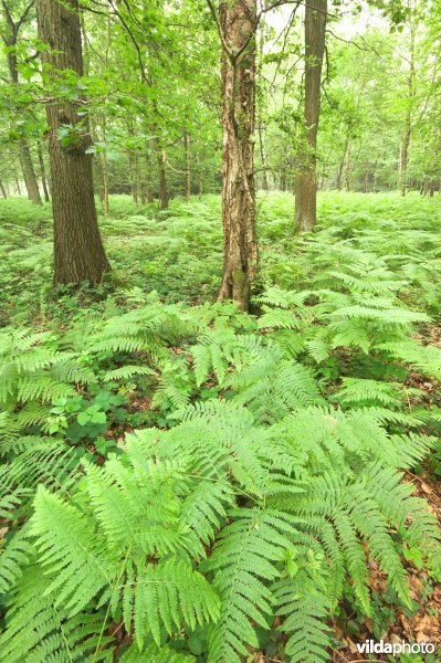 Bosreservaat Vrouwenbos