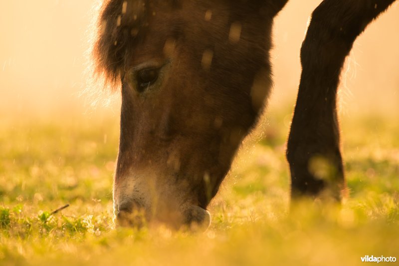 Exmoor pony in De Maashorst