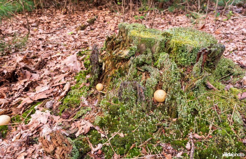 Bekermossen op een boomstam